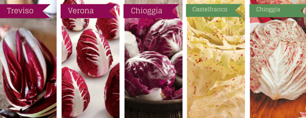 Radicchio-varieta.png