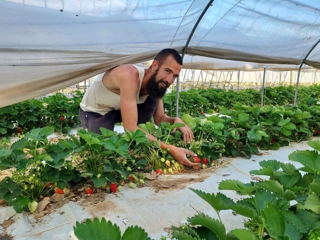 Coltivatore fragole bio