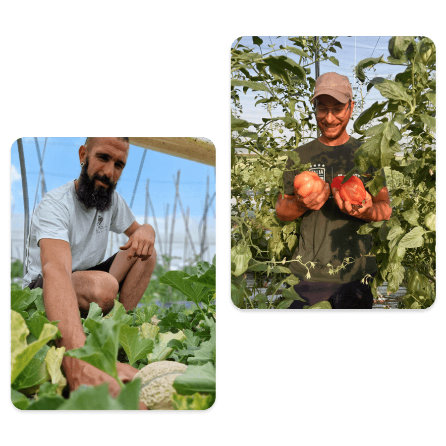 Composizione di due immagini su sfondo nero che ritraggono il lavoro nei campi in estate. Nella foto a sinistra, un agricoltore accovacciato controlla un melone tra le foglie verdi. Nella foto a destra, un altro agricoltore sorride mentre tiene in mano due grossi pomodori maturi, circondato dalle piante di pomodoro di una serra.