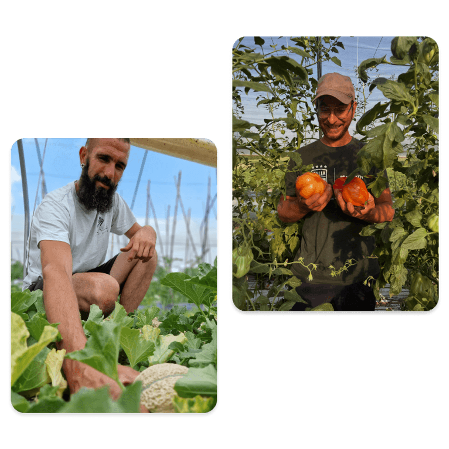 Collage di due foto di agricoltori al lavoro in estate: a sinistra un uomo con la barba accovacciato raccoglie un melone in un campo, a destra un uomo con occhiali e cappellino mostra due grandi pomodori appena raccolti in una serra.